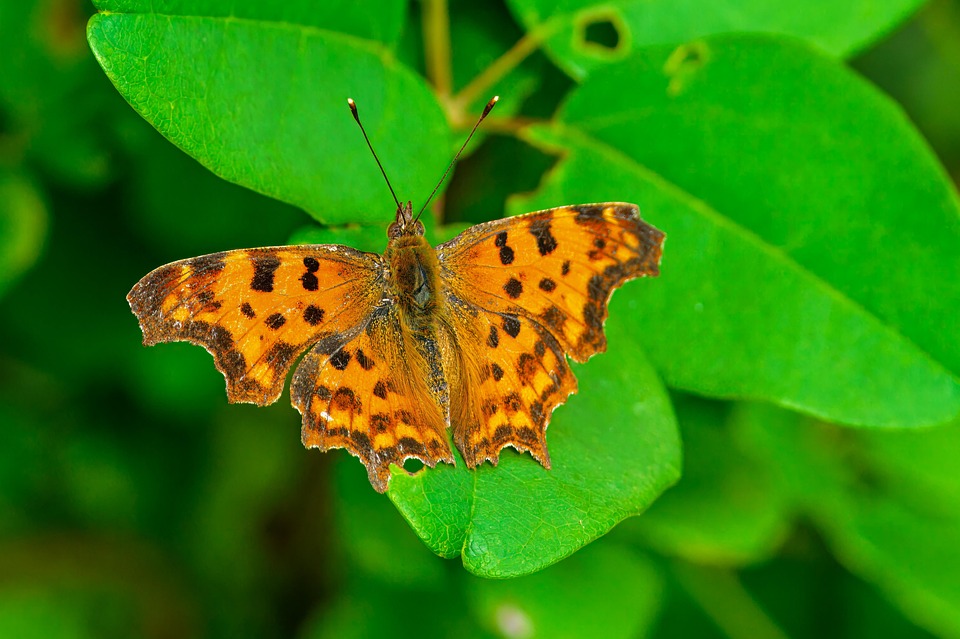 Top 5 Ideas: Weaving Wind-Chimes into Earth’s Lullaby Garden
