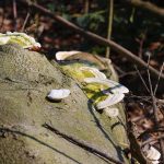 Symbolic Essay: Moss Whispers & Sunlit Sanctuaries Symbolic Essay: Moss Whispers & Sunlit Sanctuaries