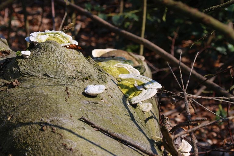 Symbolic Essay: Moss Whispers & Sunlit Sanctuaries Symbolic Essay: Moss Whispers & Sunlit Sanctuaries