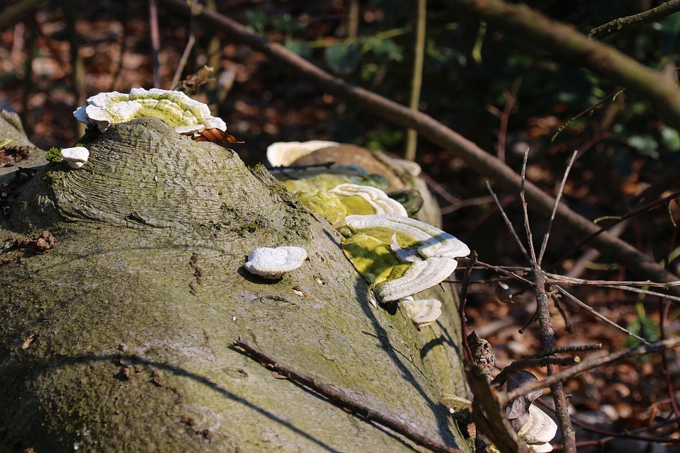 Symbolic Essay: Moss Whispers & Sunlit Sanctuaries