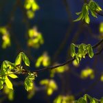 Symbolic Essay: Rooted in Rusted Gates Guarding Hidden Paths