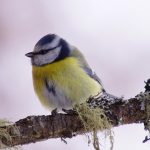 Symbolic Essay: Celestial Roots Imbibe