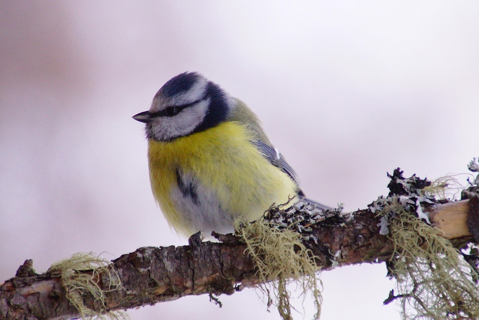 Symbolic Essay: Celestial Roots Imbibe