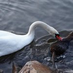 Symbolic Essay: Frostbound Whispers