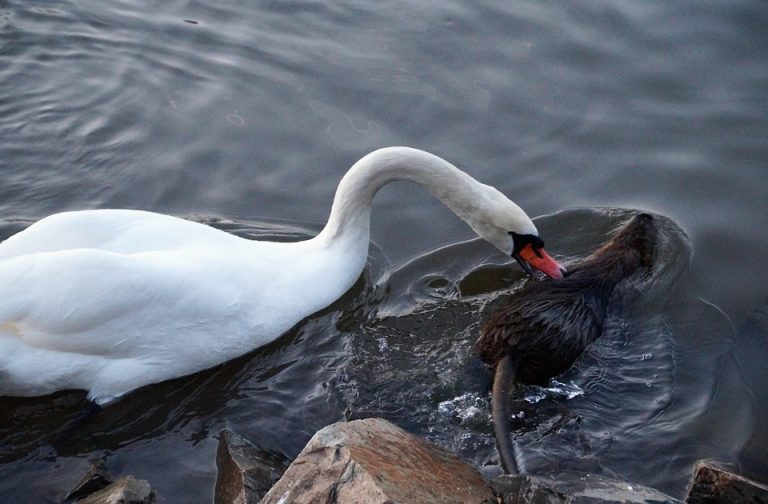 Symbolic Essay: Frostbound Whispers