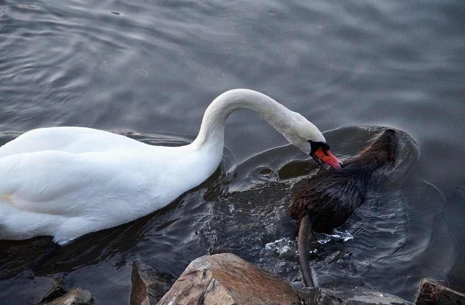 Symbolic Essay: Frostbound Whispers