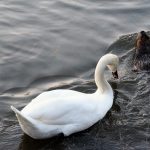 Poetic Guide: Ancient Stone Pathways