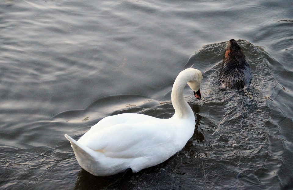 Poetic Guide: Ancient Stone Pathways