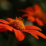 Poetic Guide Whispers from the Compost Heap