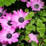 Best Of Slow Gardens Bundling Rituals where Roots and Souls Blend