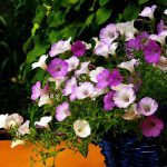 Seasonal Ritual: Coaxing Spring’s First Breath