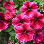 Eco How-To: Unyielding Chores & Carousing Pumice