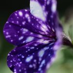 Symbolic Essay / crumbling bricks nurturing climbing honeysuckle