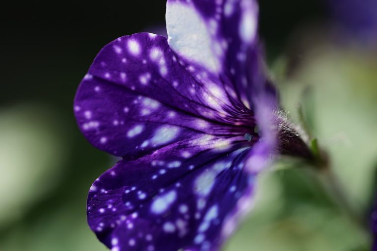 Symbolic Essay / crumbling bricks nurturing climbing honeysuckle