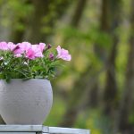 Symbolic Essay: The Alchemy of Weathered Wood & Whispers of Wind Symbolic Essay: The Alchemy of Weathered Wood & Whispers of Wind