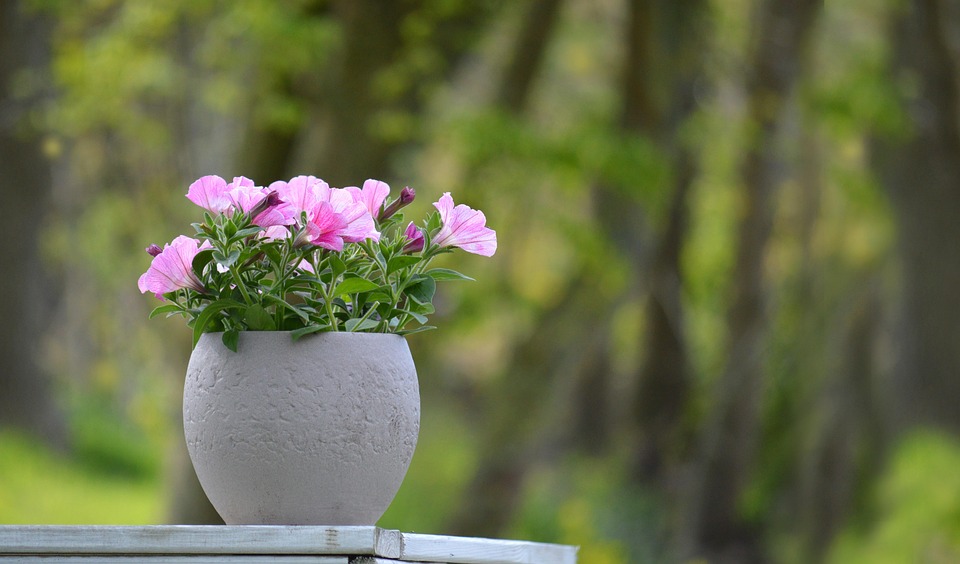 Symbolic Essay: The Alchemy of Weathered Wood & Whispers of Wind