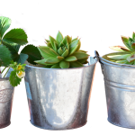 Eco How-To: Capturing Moonlight to Brew Basil’s Alchemical Bloom