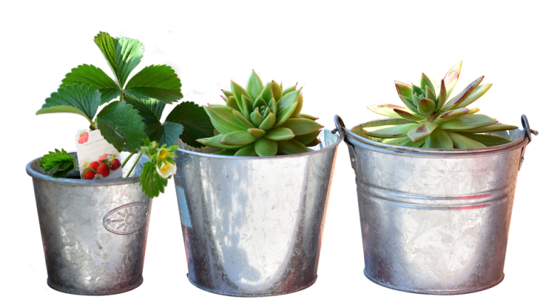 Eco How-To: Capturing Moonlight to Brew Basil’s Alchemical Bloom