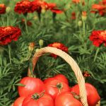 The Tomato & Marigold Secret