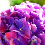 How to Change Hydrangea Colours – Pink, Blue & Purple Flowers?