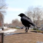 Poetic Guideto Whispering Terraces