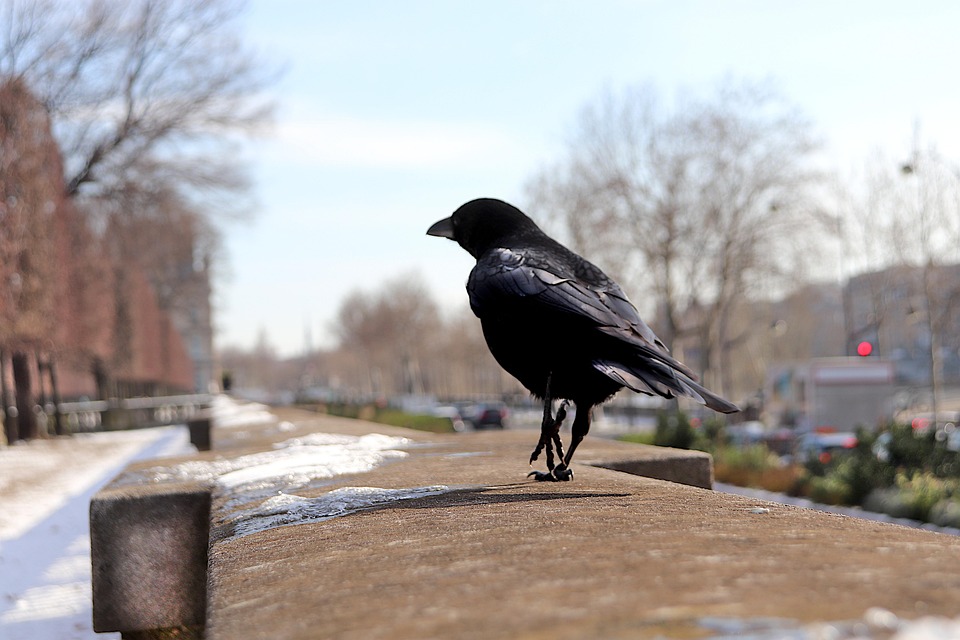 Poetic Guideto Whispering Terraces