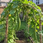 17 Best Vegetables that Grow on Trellis