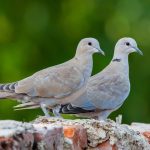 Symbolic Essay: The Sanctuary Within: Embracing Quietude Symbolic Essay: The Sanctuary Within: Embracing Quietude