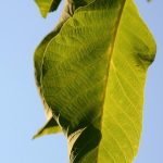 Symbolic Essay: The Clay Oven’s Whispered Heat Symbolic Essay: The Clay Oven’s Whispered Heat