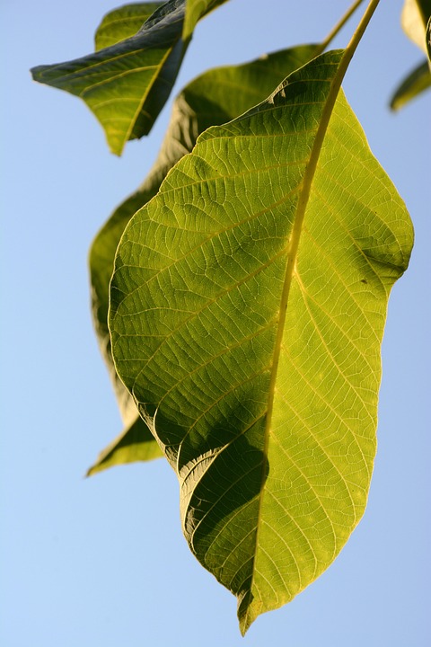 Symbolic Essay: The Clay Oven’s Whispered Heat Symbolic Essay: The Clay Oven’s Whispered Heat