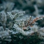 Seasonal Ritual: Embers of Dormant Boughs