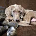 Poetic Guide to Nurturing Nature’s Rhythm: Thriving Gardens Through Gentle Stewardship Poetic Guide to Nurturing Nature’s Rhythm: Thriving Gardens Through Gentle Stewardship