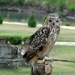 PoeticGuide to Gentle Alchemy