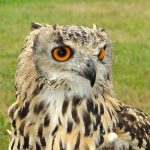 Top 5 Ideas for Cultivating Magic in Microgreens