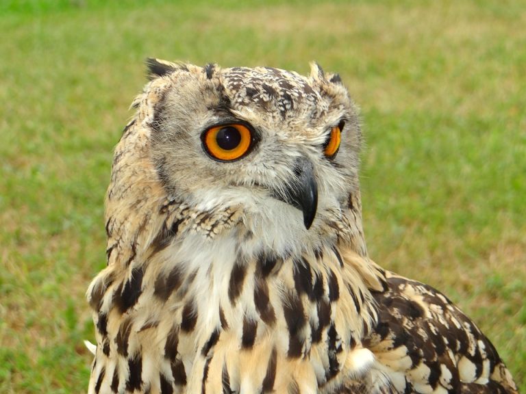 Top 5 Ideas for Cultivating Magic in Microgreens