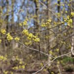 Spicebush Tea: A Recipe Using Its Branches, Flowers, and Leaves Spicebush Tea: A Recipe Using Its Branches, Flowers, and Leaves