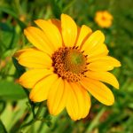 Symbolic Essay: Urban Oasis in Concrete Shadows