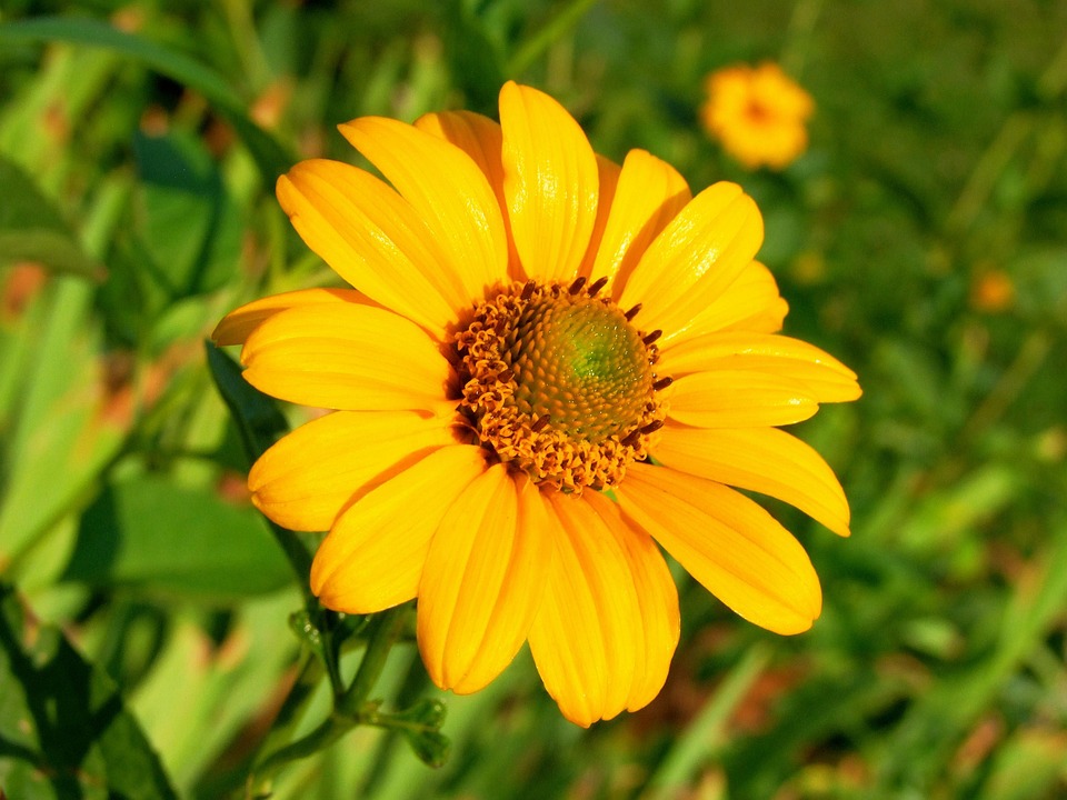 Symbolic Essay: Urban Oasis in Concrete Shadows