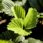 Eco How-To: Crafting Sanctuaries with Living Roofs Eco How-To: Crafting Sanctuaries with Living Roofs