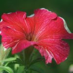 Symbolic Essay: The Winds that Nourish Home-Owned Oases