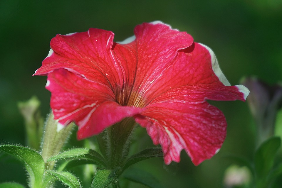 Symbolic Essay: The Winds that Nourish Home-Owned Oases