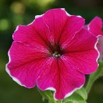 Seasonal Ritual: Moonlit Watering at Dusk Seasonal Ritual: Moonlit Watering at Dusk