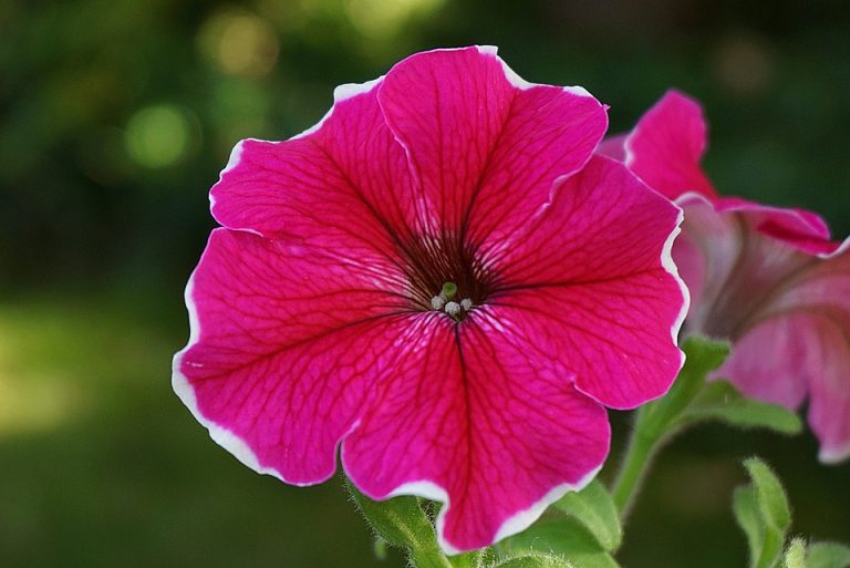 Seasonal Ritual: Moonlit Watering at Dusk Seasonal Ritual: Moonlit Watering at Dusk
