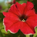 Eco How-To: Transforming Deathbeds into Heirloom Courts