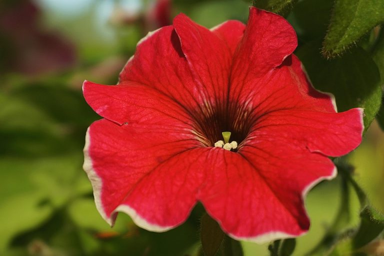 Eco How-To: Transforming Deathbeds into Heirloom Courts