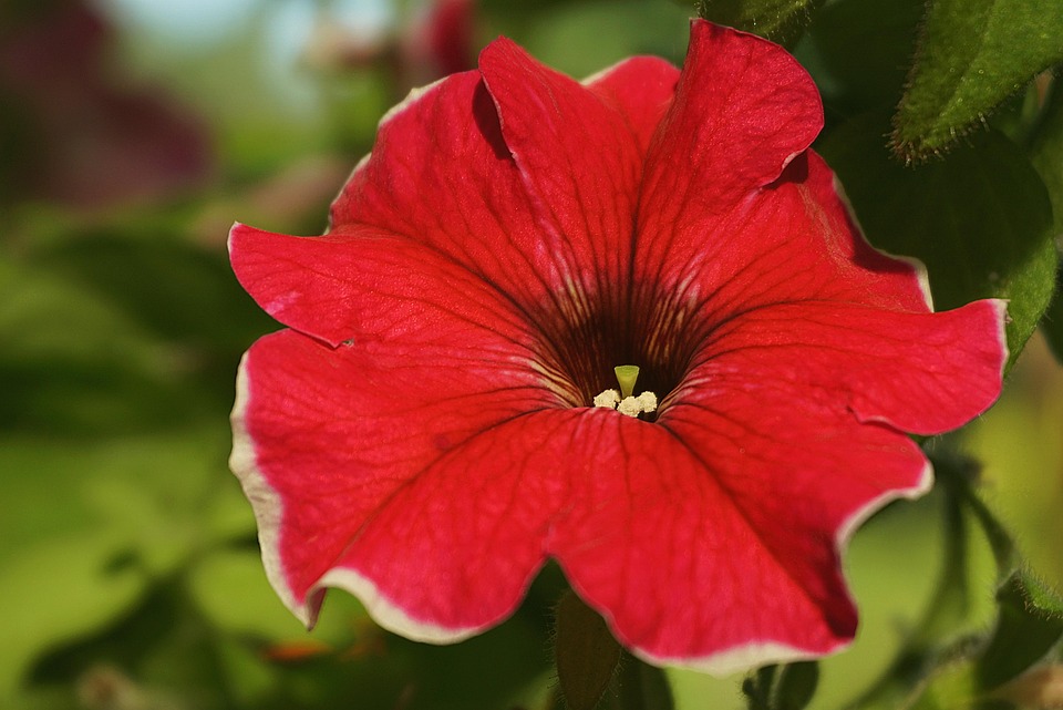 Eco How-To: Transforming Deathbeds into Heirloom Courts