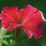 Poetic Guide: Lichen-enameled Pillars of Quiet Fireflies