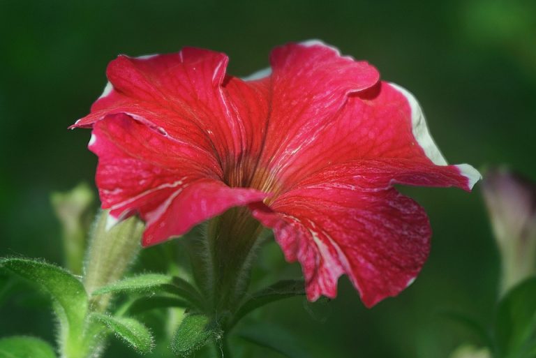 Poetic Guide: Lichen-enameled Pillars of Quiet Fireflies