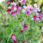 Growing Deliciously Fragrant Sweet Peas for a Cutting Garden Growing Deliciously Fragrant Sweet Peas for a Cutting Garden