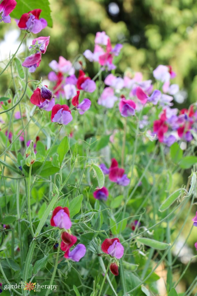 Growing Deliciously Fragrant Sweet Peas for a Cutting Garden